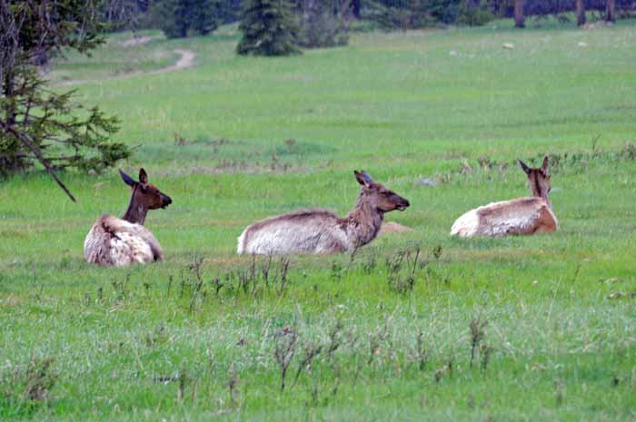 Banff & Jasper, 2011