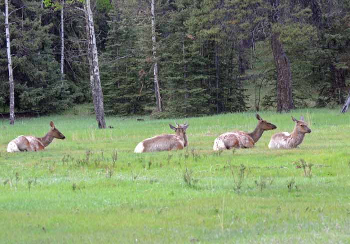 Banff & Jasper, 2011