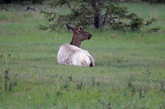 Banff & Jasper, 2011