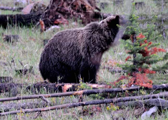 Bears of Banff & Jasper