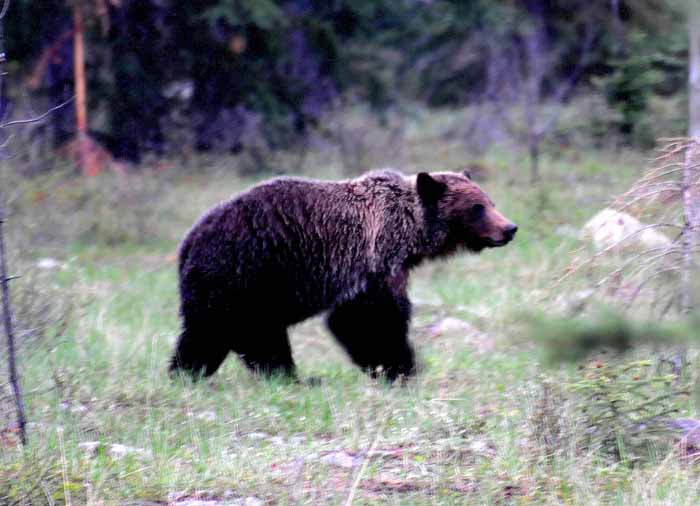 Bears of Banff & Jasper