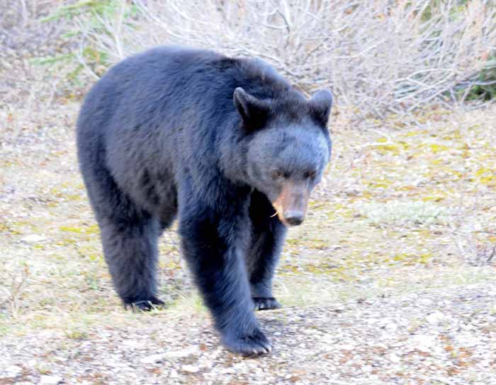 Bears of Banff & Jasper