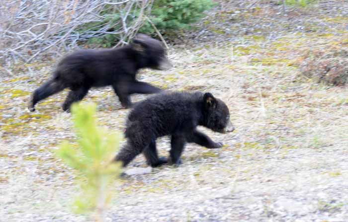 Bears of Banff & Jasper
