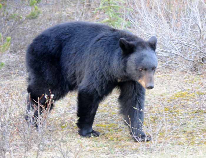 Bears of Banff & Jasper