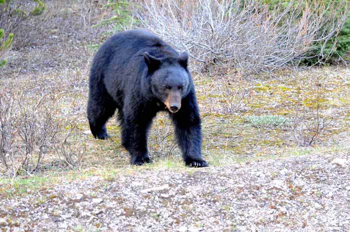 Bears of Banff & Jasper