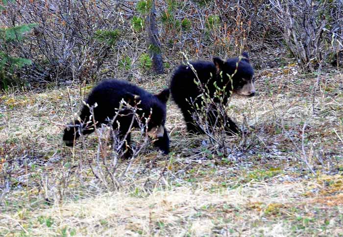 Bears of Banff & Jasper