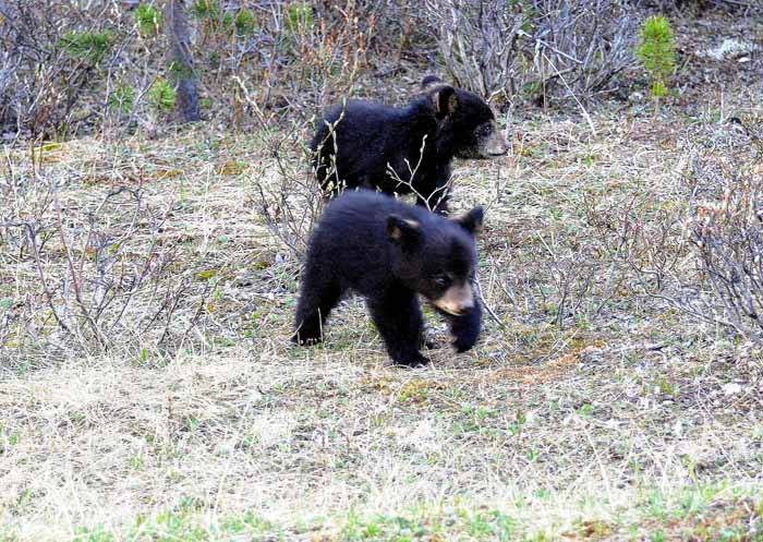 Bears of Banff & Jasper