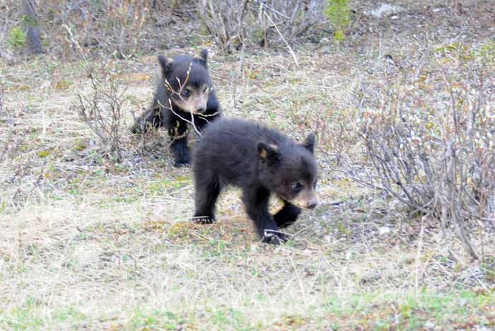 Bears of Banff & Jasper