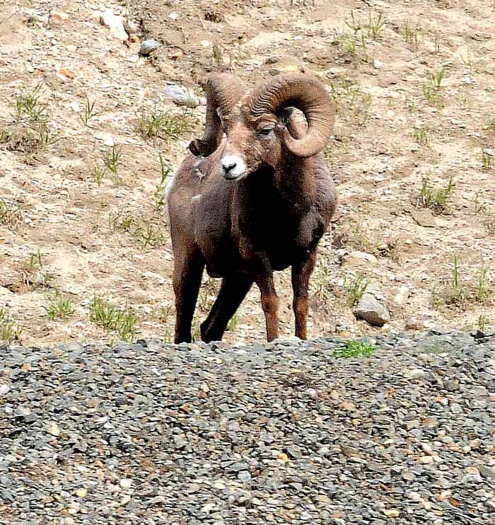 Banff & Jasper, 2011