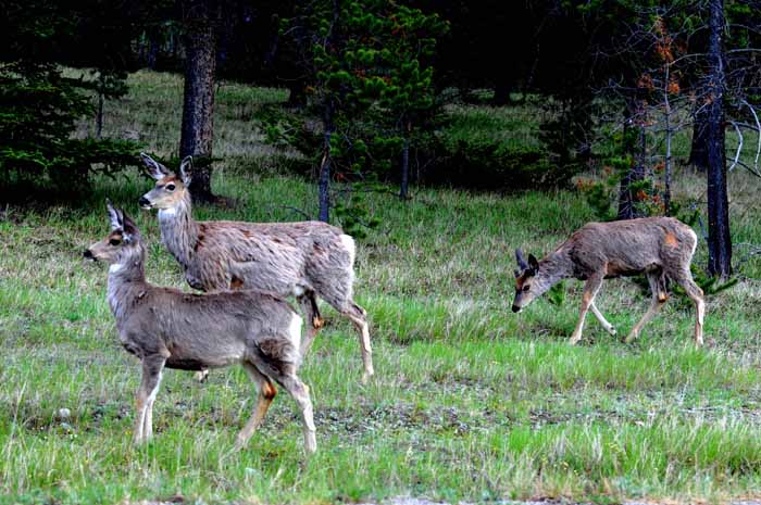 Banff & Jasper, 2011