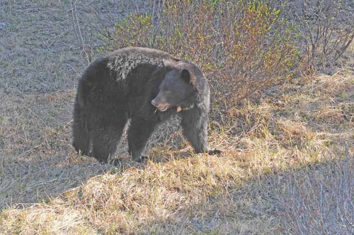 Bears of Banff & Jasper