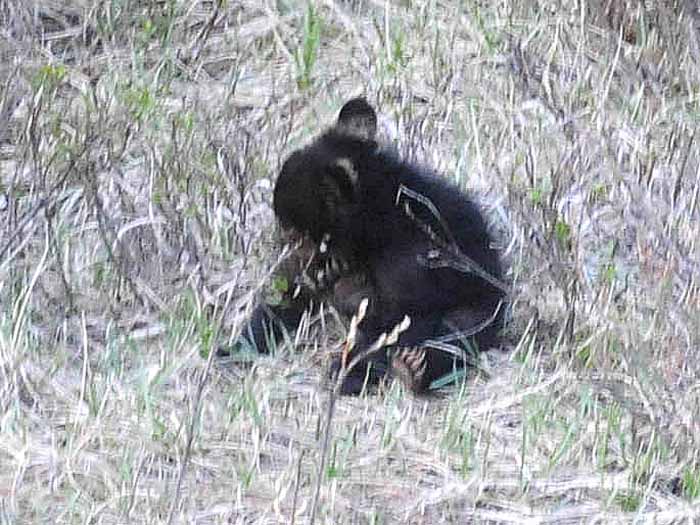 Bears of Banff & Jasper