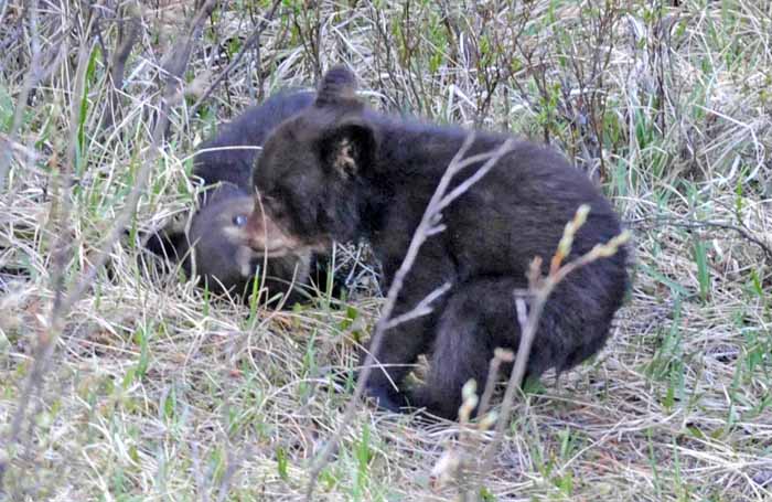 Bears of Banff & Jasper