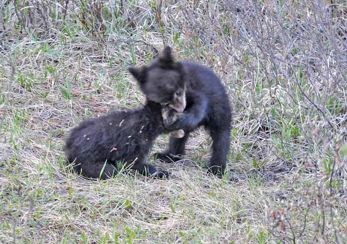 Bears of Banff & Jasper