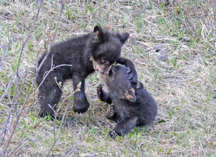 Bears of Banff & Jasper