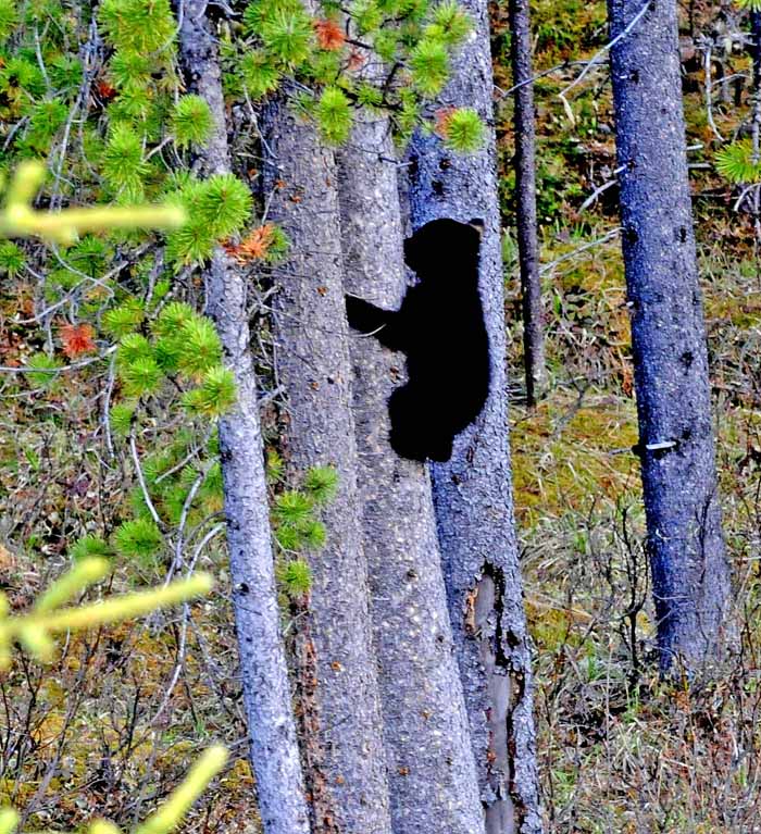 Bears of Banff & Jasper