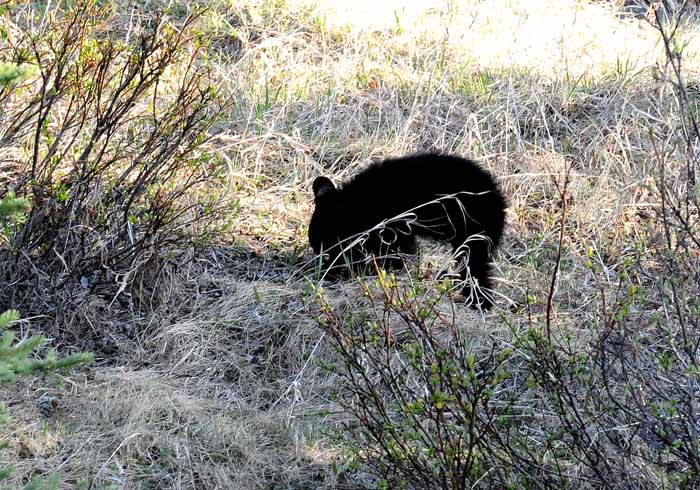 Bears of Banff & Jasper