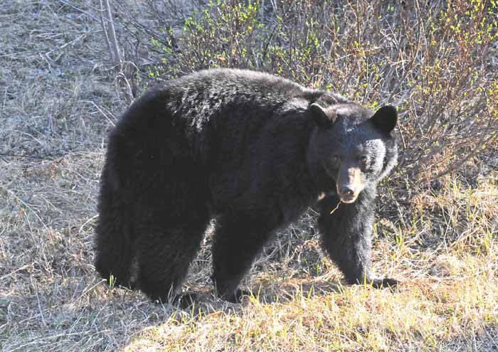 Bears of Banff & Jasper