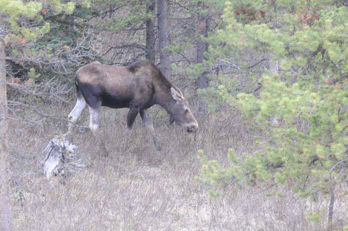 Banff & Jasper, 2011