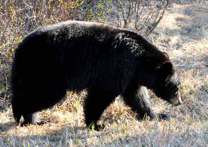 Bears of Banff & Jasper