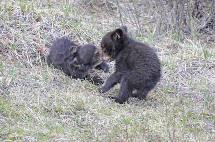 Bears of Banff & Jasper