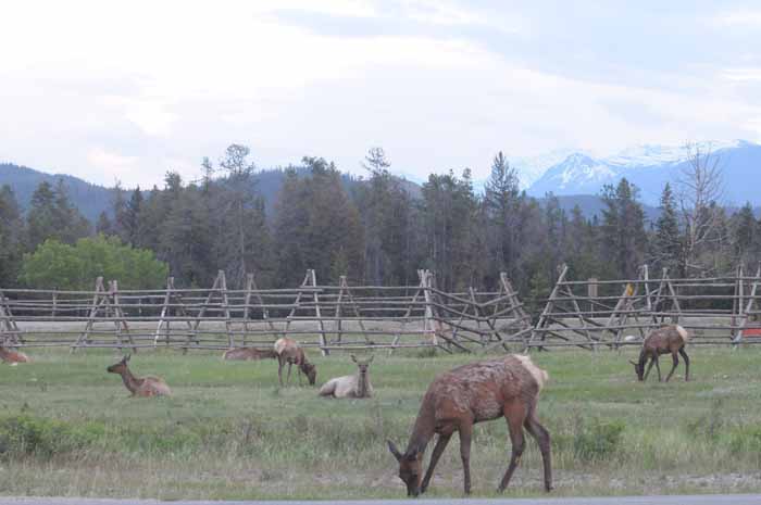 Banff & Jasper, 2011