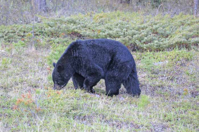 Bears of Banff & Jasper