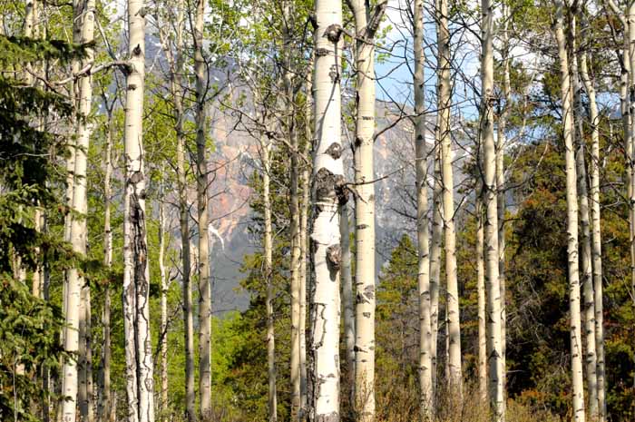 Banff & Jasper, 2011