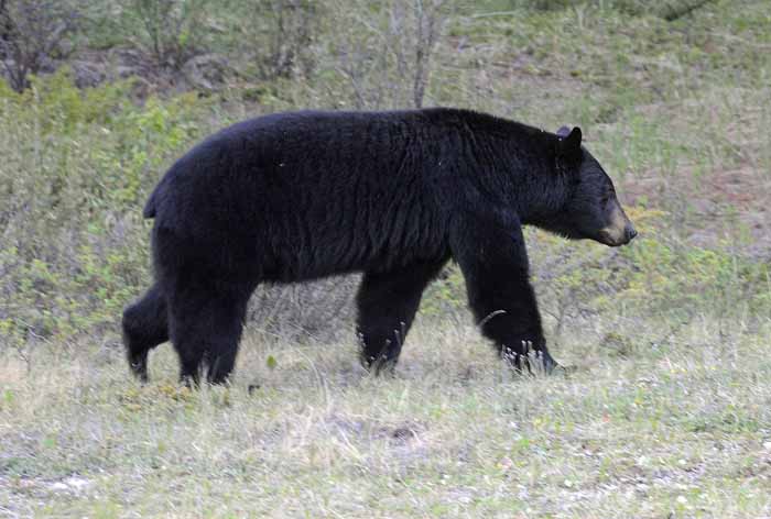 Bears of Banff & Jasper