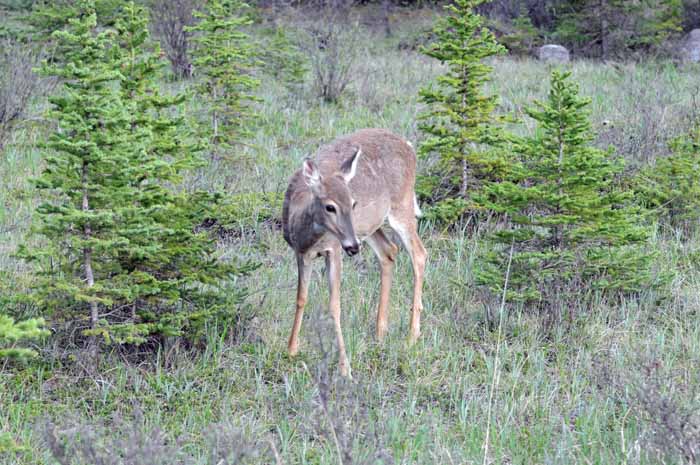 Banff & Jasper, 2011