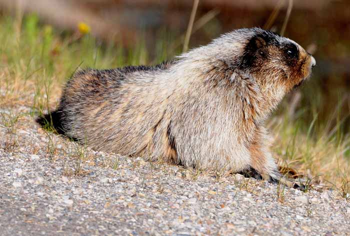 hoary marmot on guard