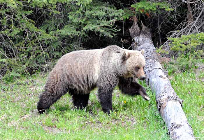 Bears of Banff & Jasper