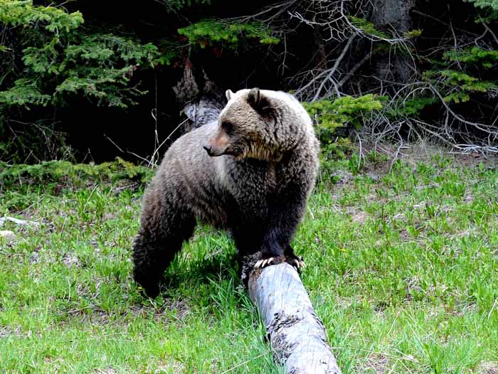 Bears of Banff & Jasper