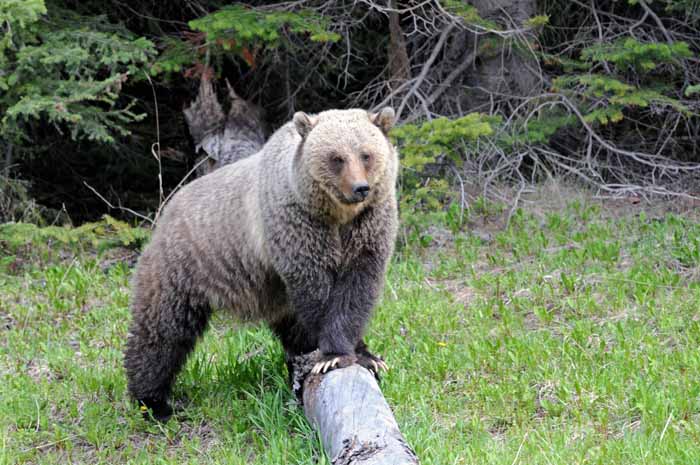 Bears of Banff & Jasper