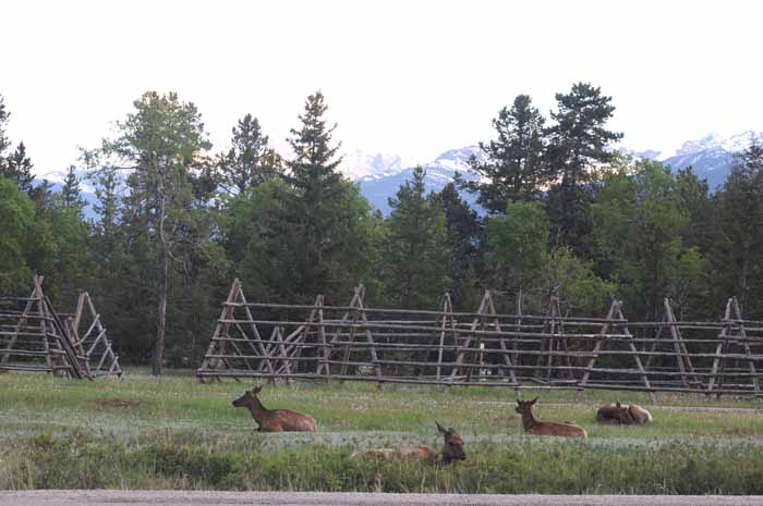 Banff & Jasper, 2011