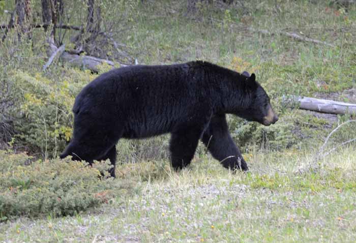 Banff & Jasper, 2011