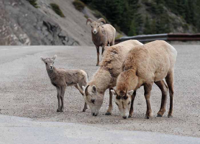 Banff & Jasper, 2011