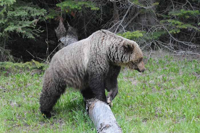 Banff & Jasper, 2011