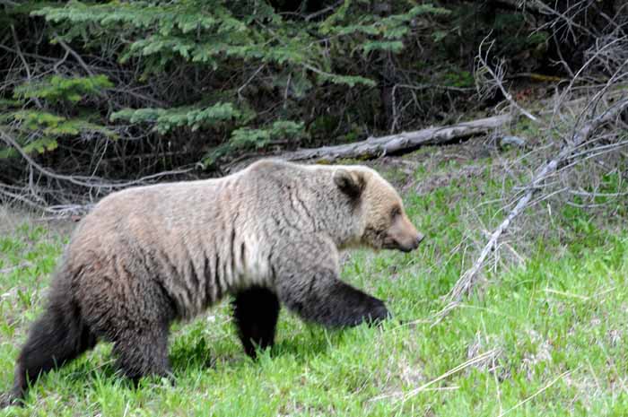 Banff & Jasper, 2011