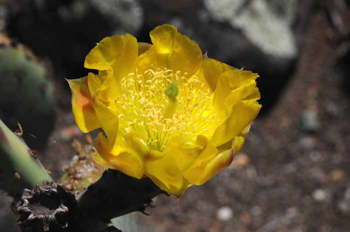 an original cactus flower