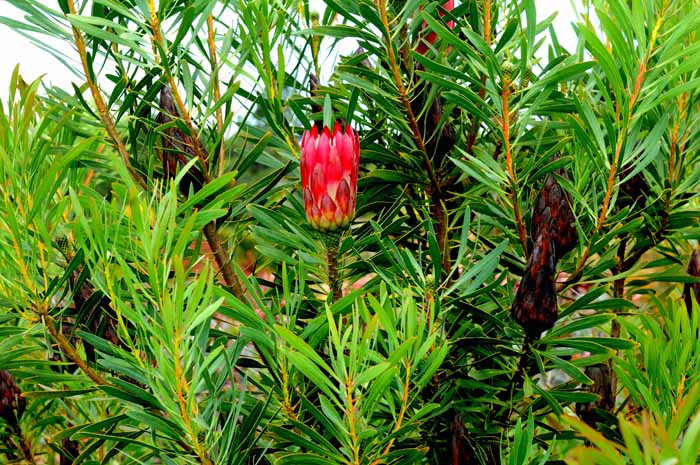 UC Santa Cruz Arboretum