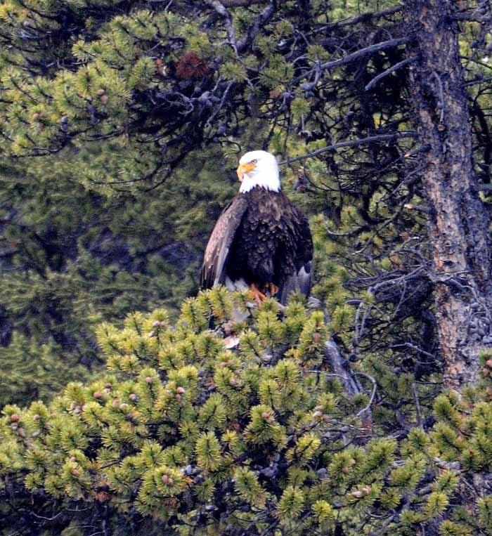 Banff & Jasper, 2011