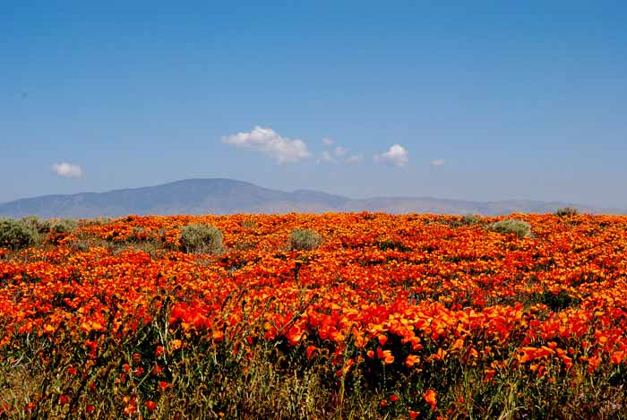 miles of poppies at the Antelope Valley State Poppy Preserve,California