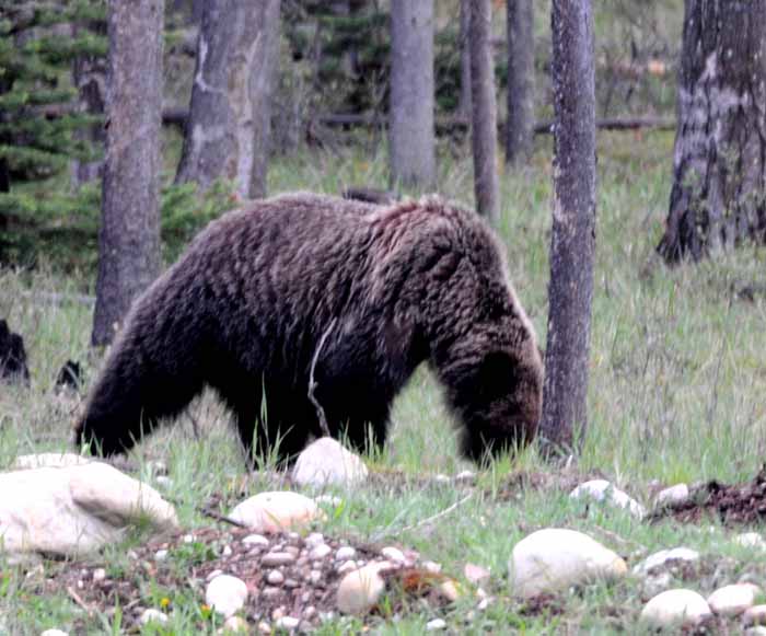 Banff & Jasper, 2011