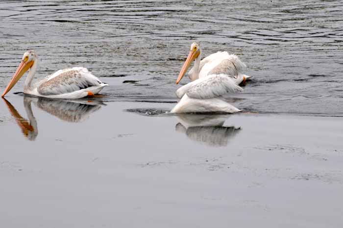 White Pelicans