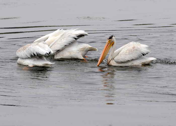 White Pelicans