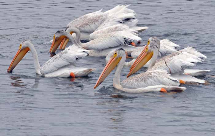 White Pelicans of Bodega Bay