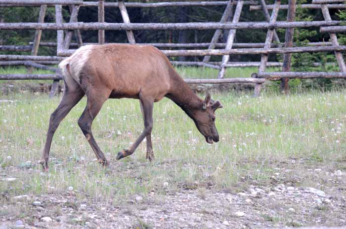 Banff & Jasper, 2011