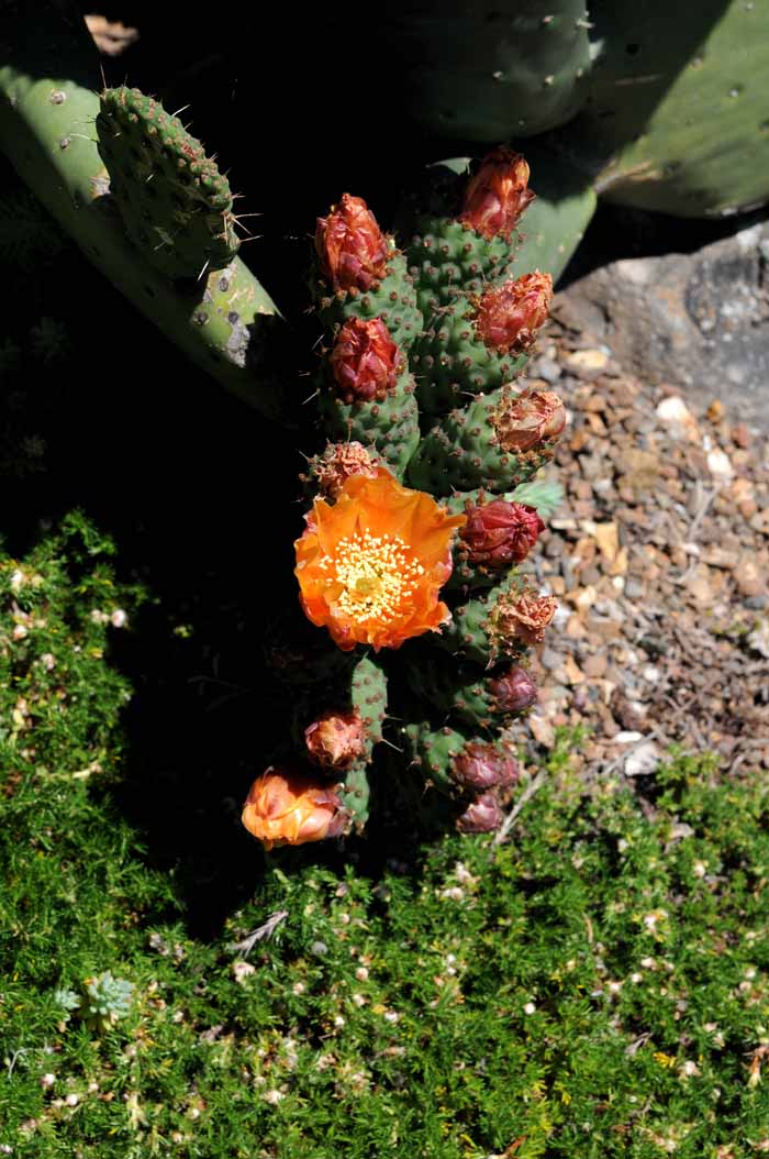 Desert Blooms & Succulents