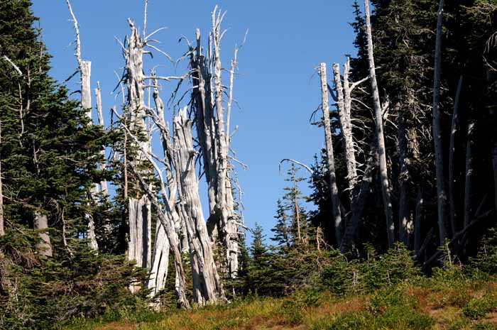 Hurricane Ridge,Olympic National Park,WA